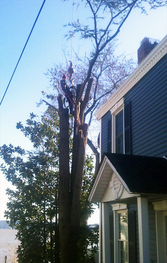 large tree removal companies NY state