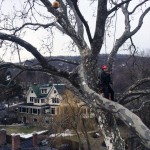 Westchester County tree service