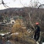 Rockland County tree services