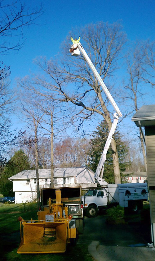 tree cutting in Rockland County NY