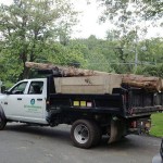 tree removal company in NY state