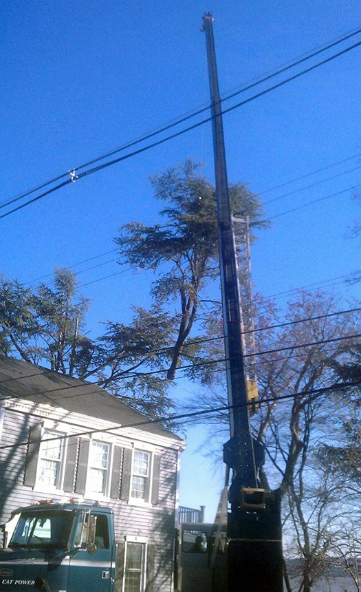 large tree removal in Rockland County